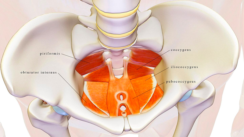 Internal Pelvic