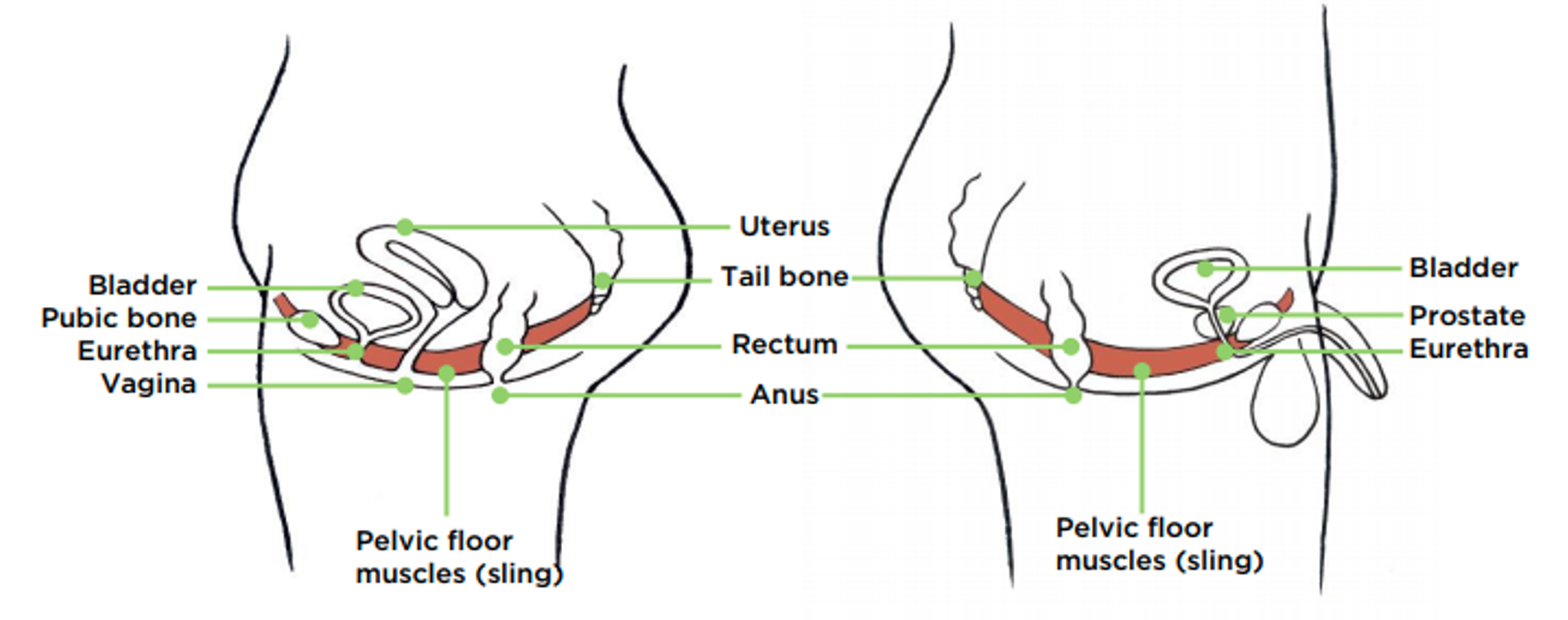 Pelvic